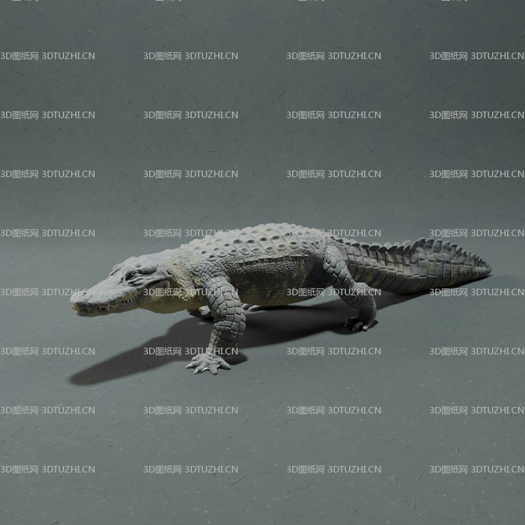 2128749c-alligator-walking-4