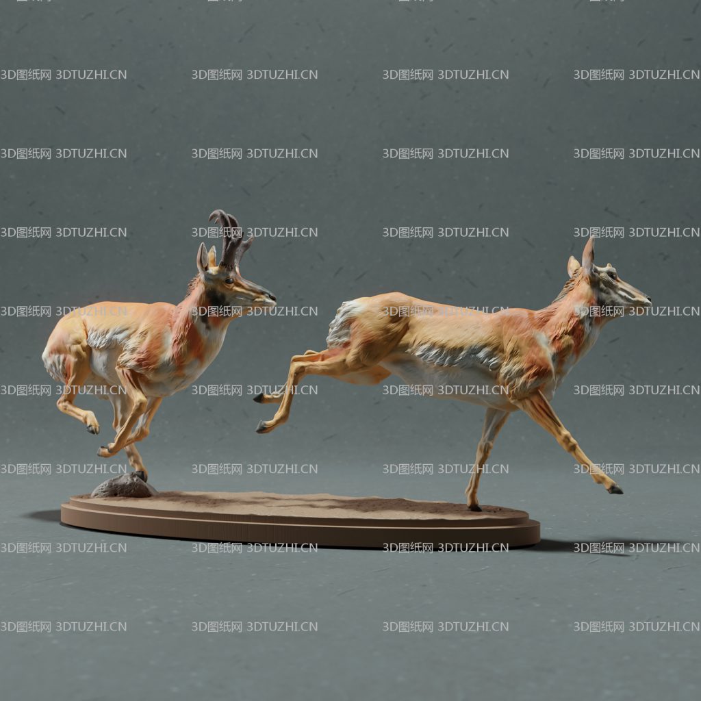 美洲羚羊追逐打闹-3D图纸网