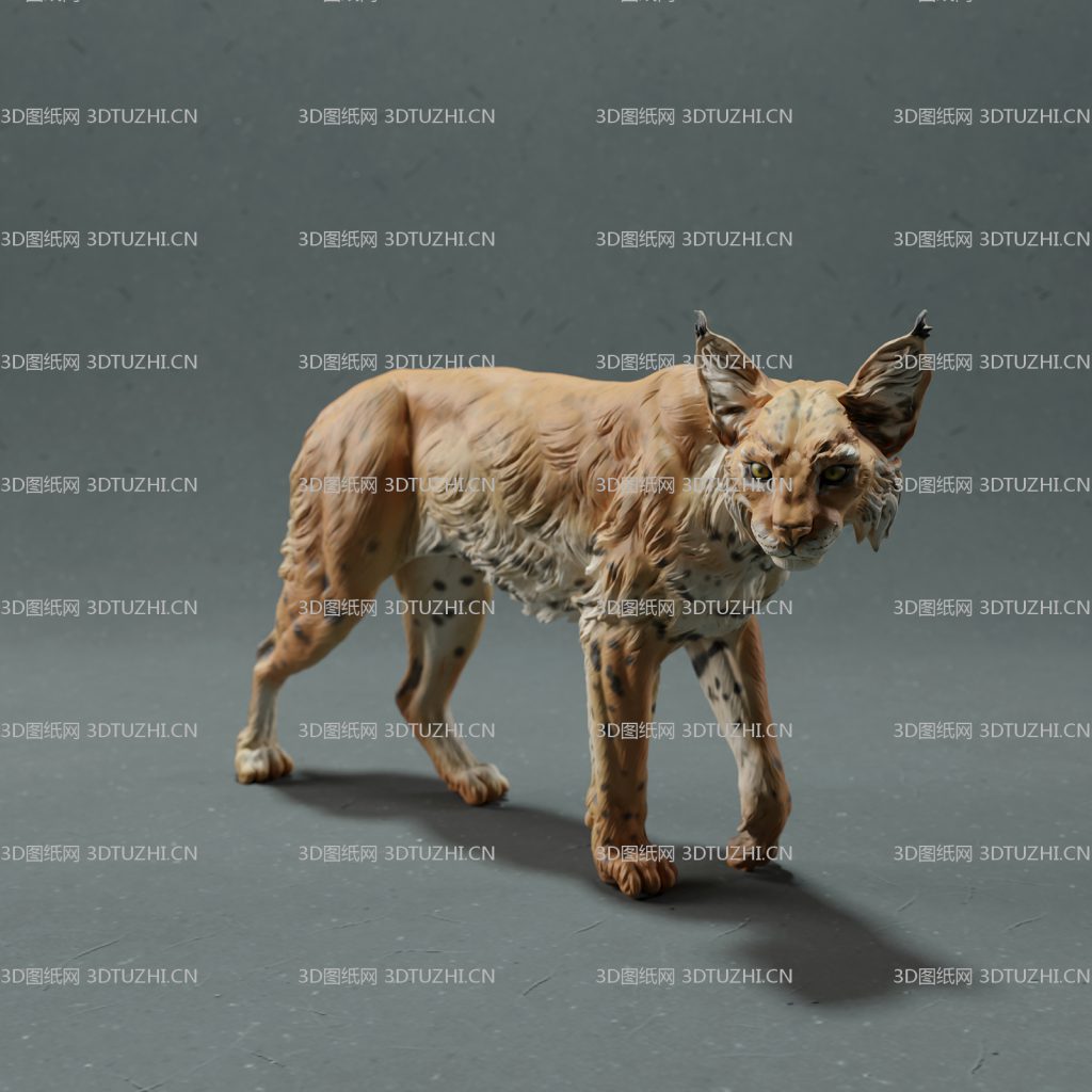 短尾猫红猫北美野猫散步-3D图纸网