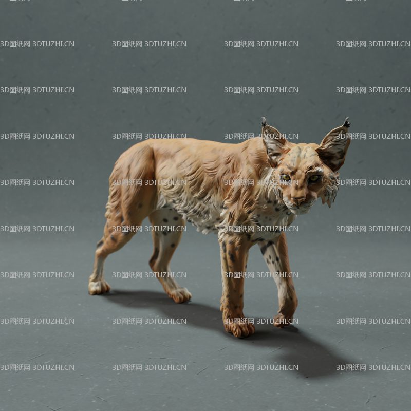 短尾猫红猫北美野猫散步-3D图纸网