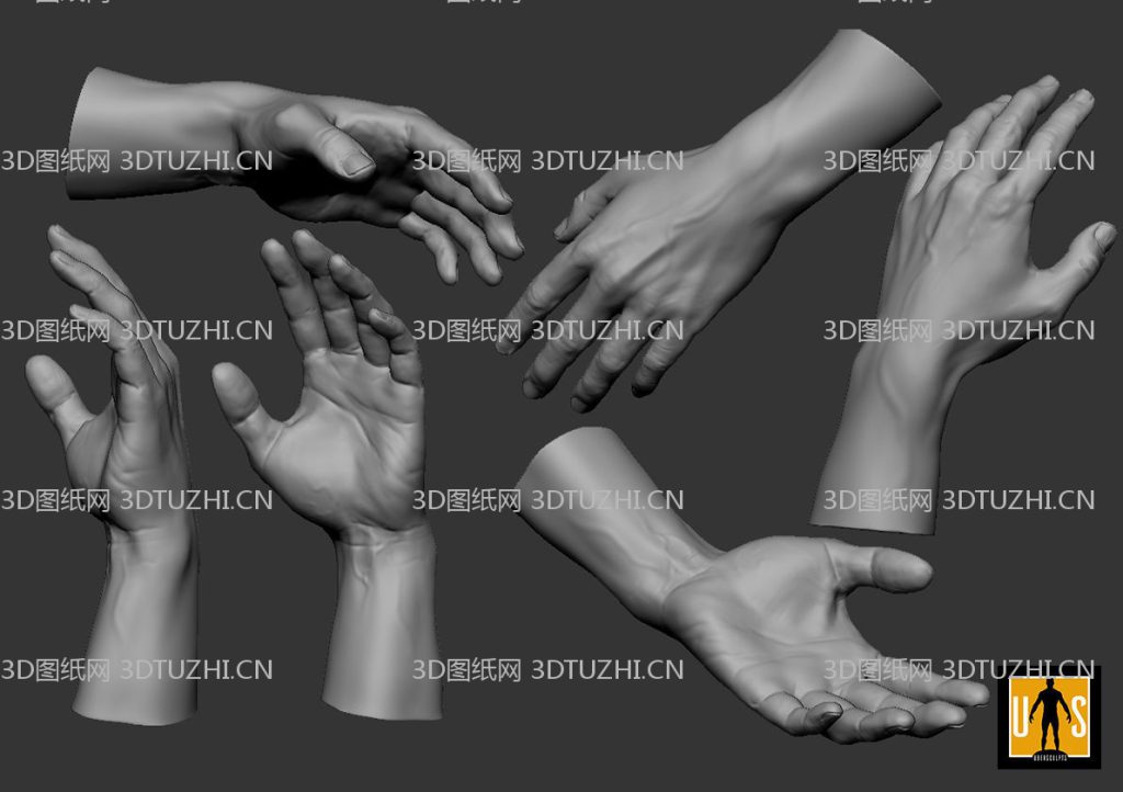 hand in 4 poses 3D model- 4