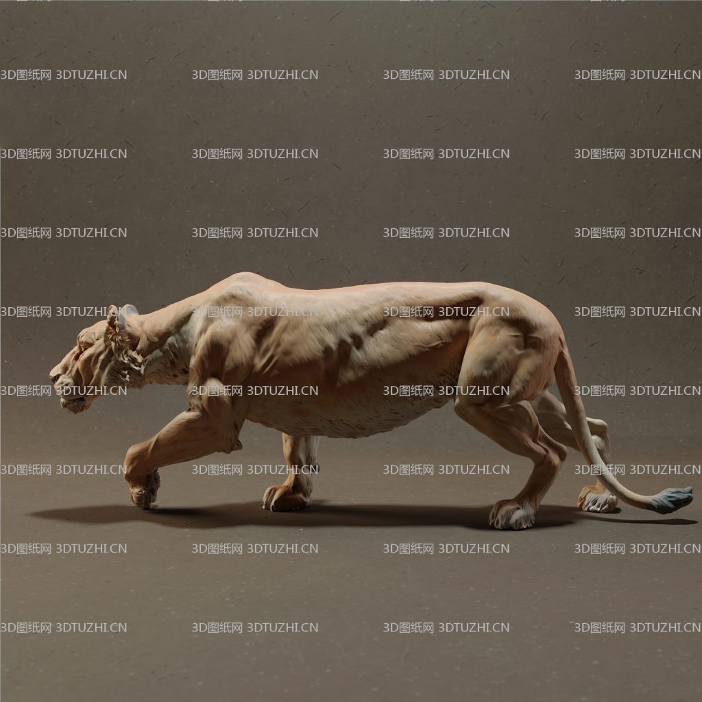 非洲母狮子-3D图纸网