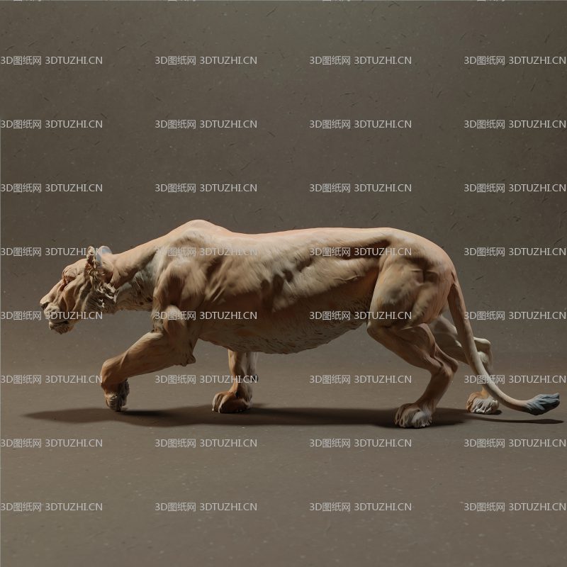 非洲母狮子-3D图纸网